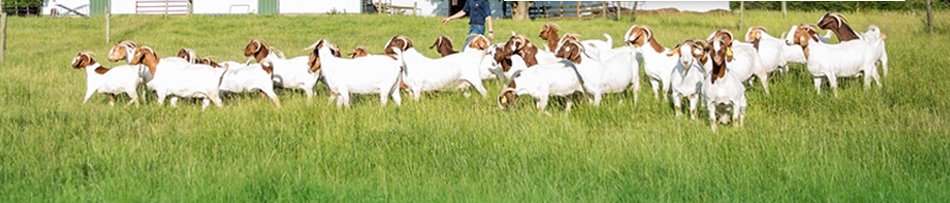 D&D Hollingsworth Boer Goats