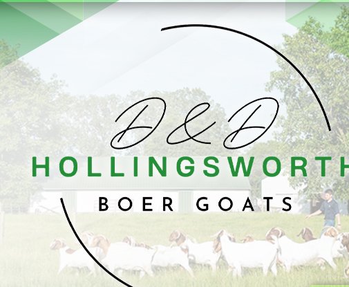 D&D Hollingsworth Boer Goats