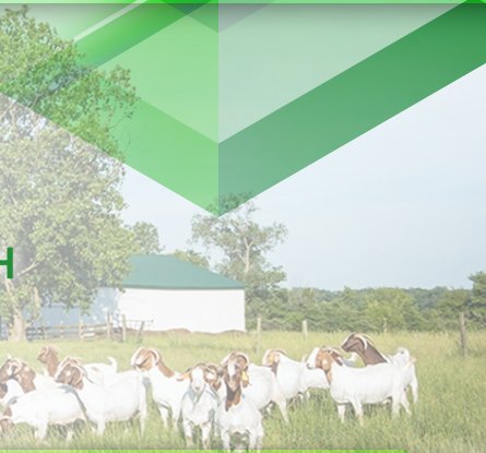 D&D Hollingsworth Boer Goats